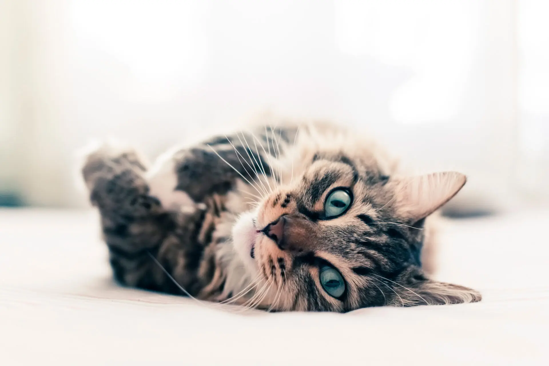 blog sepicat