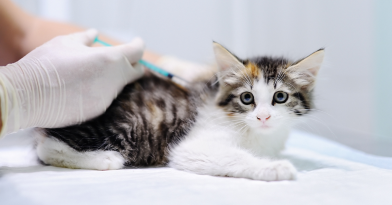 Veterinario poniendo vacunas para gato