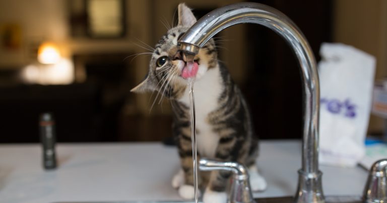 gatto beva più acqua