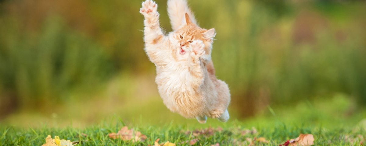 iperattività nei gatti