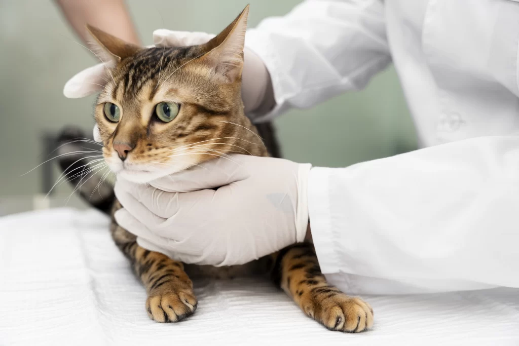 Gatto nelle mani di un veterinario che indossa guanti bianchi di lattice.