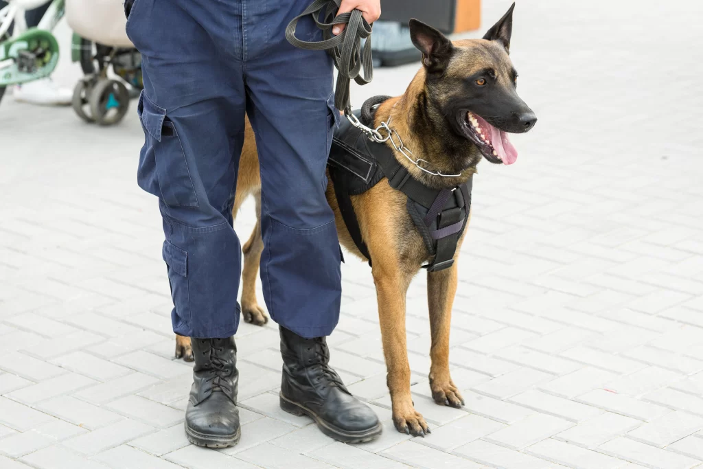 Cane da guardia al guinzaglio accanto al suo proprietario, un agente di polizia.