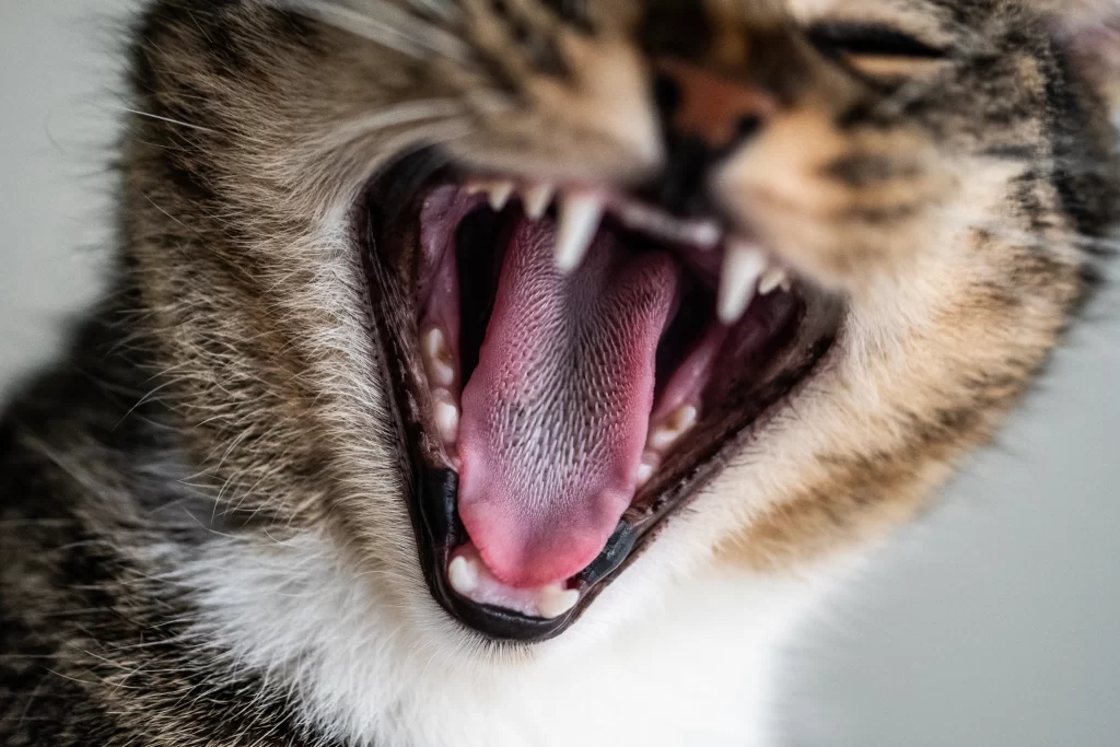 Primo piano di un gatto arrabbiato che indica la sua bocca. La sua lingua è irta.