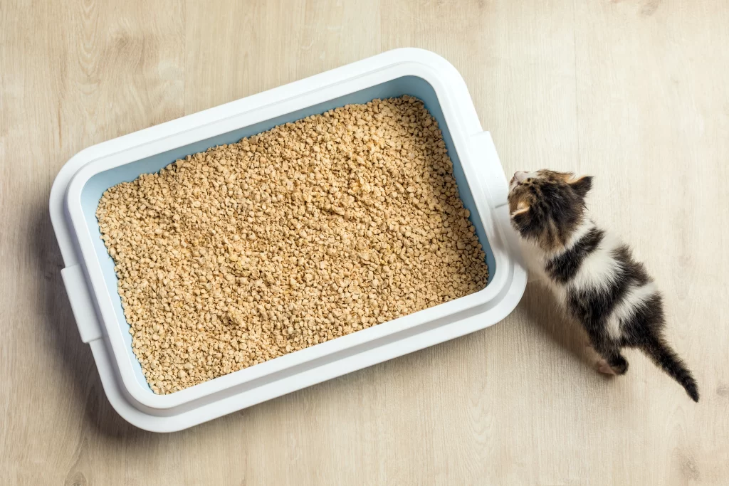 Un gattino cammina accanto alla sua lettiera bianca.