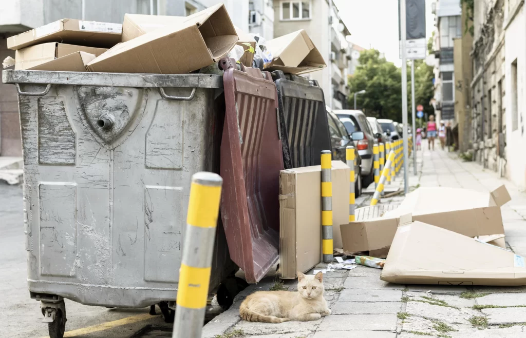 Gatto accanto a un bidone della spazzatura in strada, rappresenta la preoccupazione della Spagna per la tutela ambientale, che include il tema dello smaltimento della sabbi per gatti nel water.