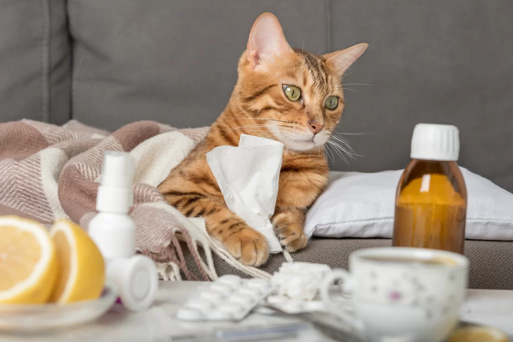 Un gatto malato tiene un fazzoletto tra le zampe mentre osserva la medicina.