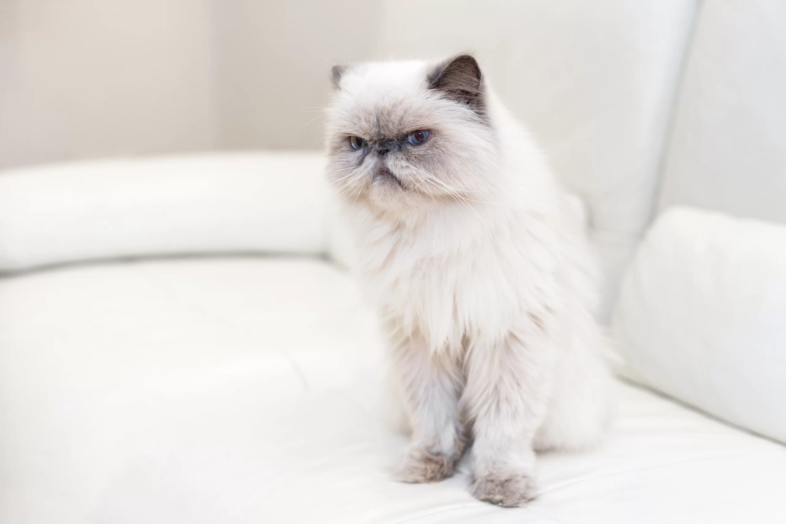 Animale domestico che mostra sintomi di stress nei gatti: irritabile, con un’espressione di rabbia e fastidio.