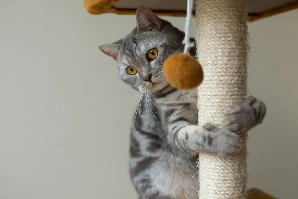 Gatto che abbraccia il suo giocattolo, a cui è appesa una palla gialla.