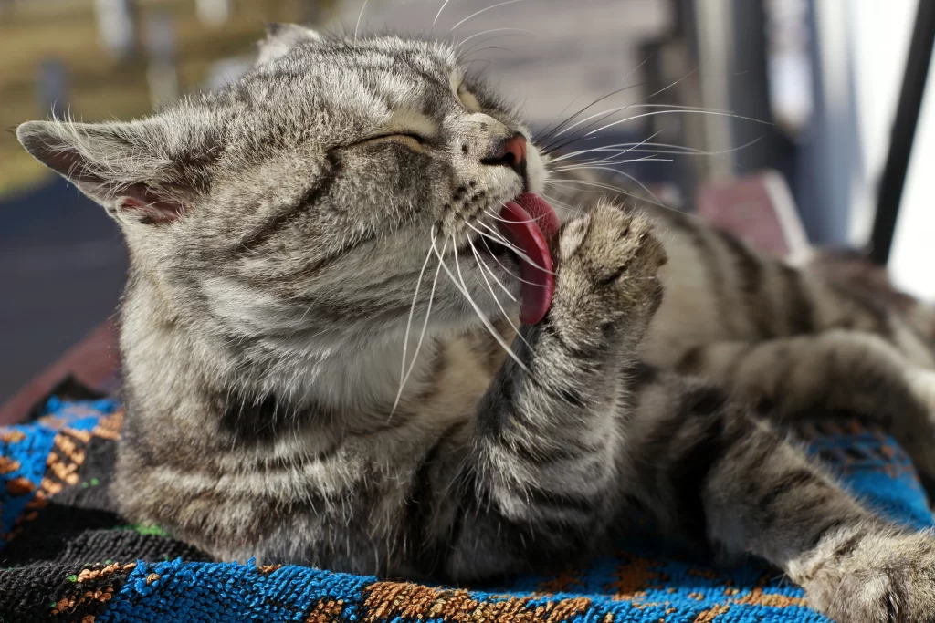 Il gatto fa il bagno sdraiato sul letto e si gode questa parte della sua routine.