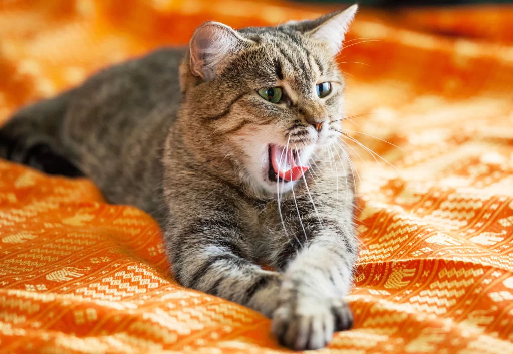 Gatto stanco che sbadiglia a causa dello stress nei gatti.