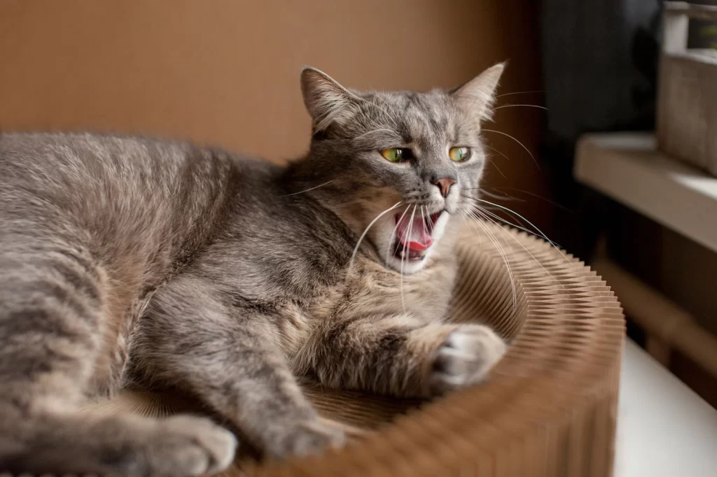 Il gatto sdraiato sul letto sbadiglia per stanchezza o malattia.