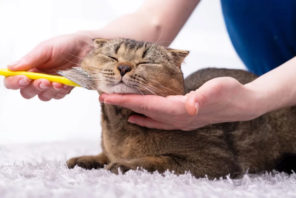 Gatto che viene spazzolato dal suo padrone e si diverte.