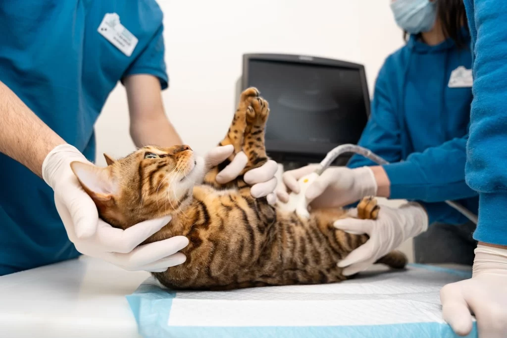 Un gatto sdraiato su un letto d'ospedale mentre i veterinari gli controllano la pancia.