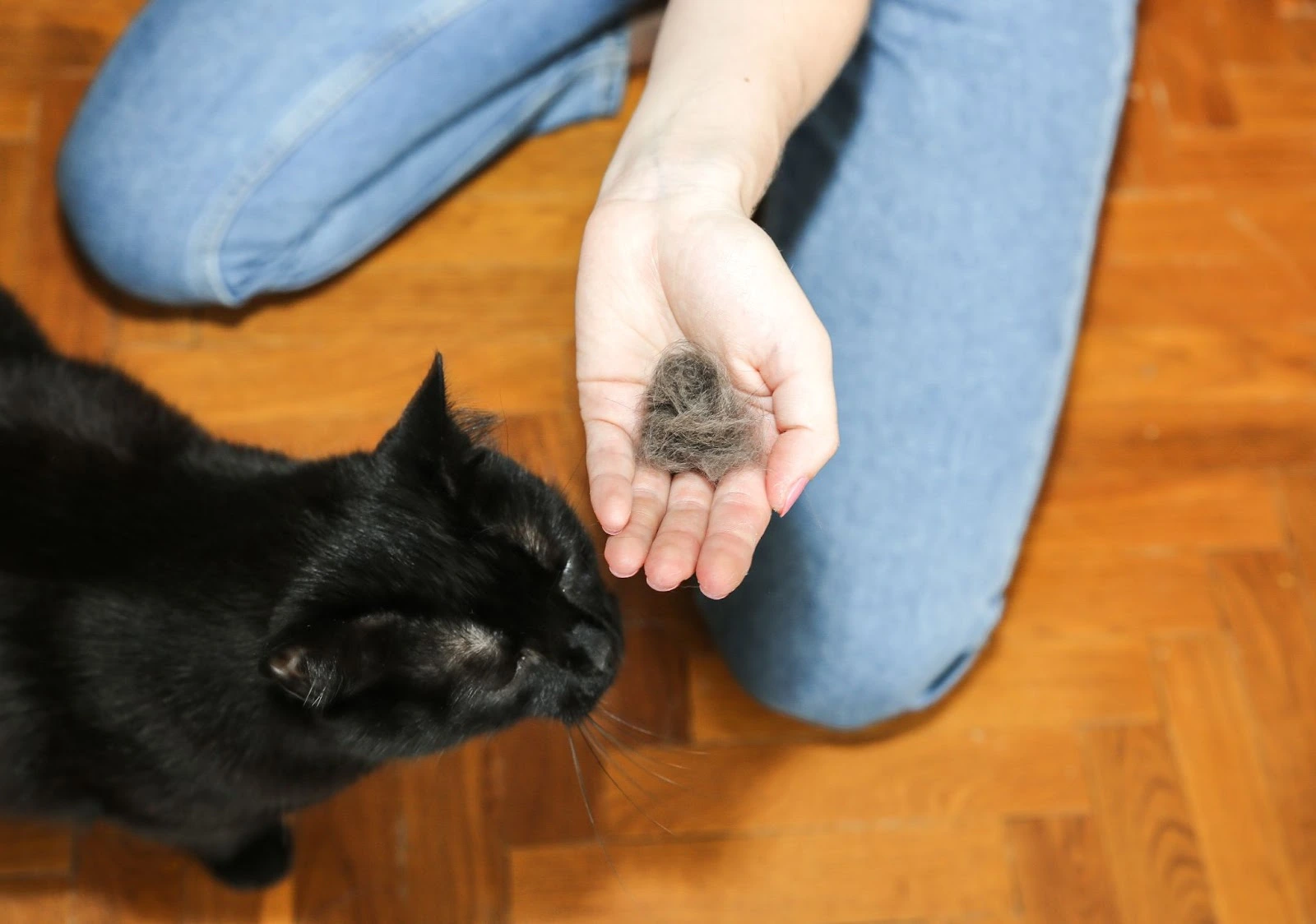 Bolas de pelo de un gato en la palma de un dueño que le enseña a su mascota.