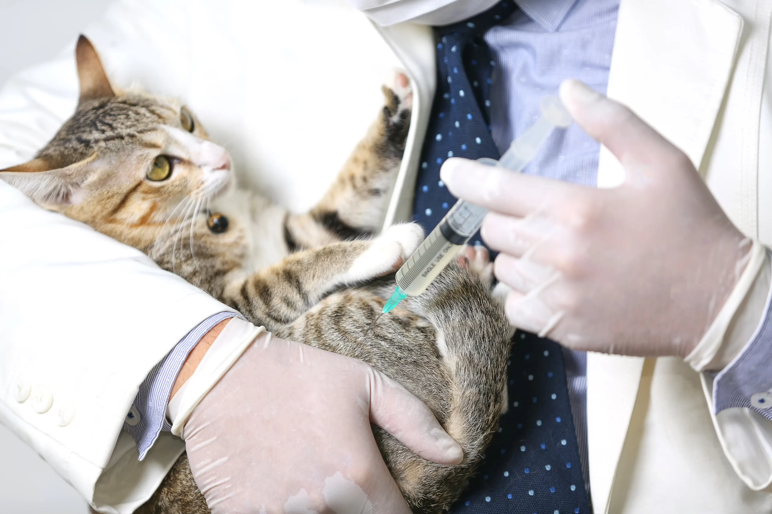 Gatto vaccinato per sottolineare l'obbligo vaccinale per i gatti in Spagna