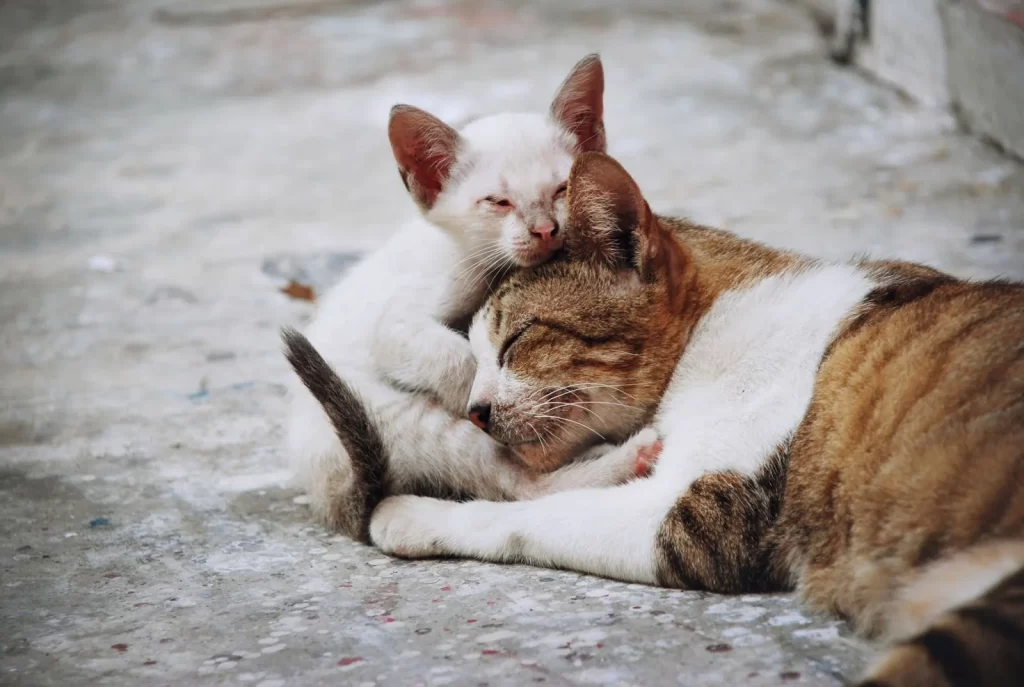 La gatta e il suo gattino dormono insieme per strada.