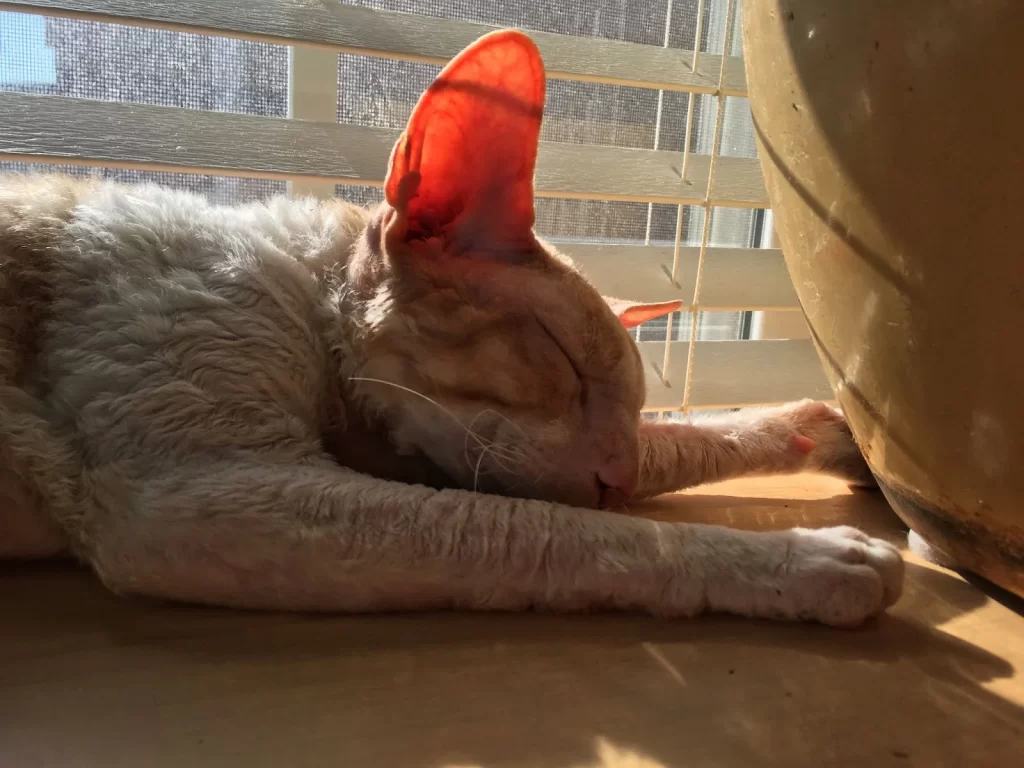 Il gatto dorme sulla finestra mentre il sole tramonta su di lui.