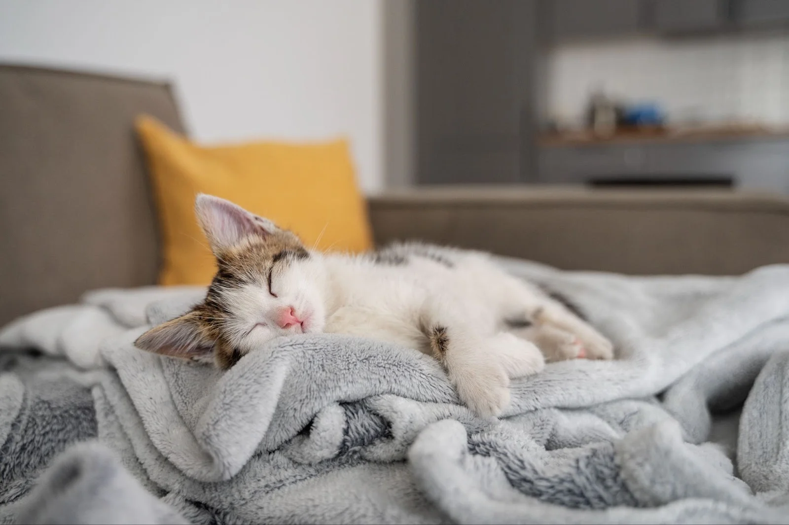 Un gatto dorme molto sul divano del suo padrone.