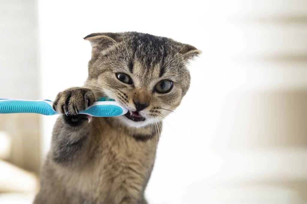 Minino con un cepillo de dientes.