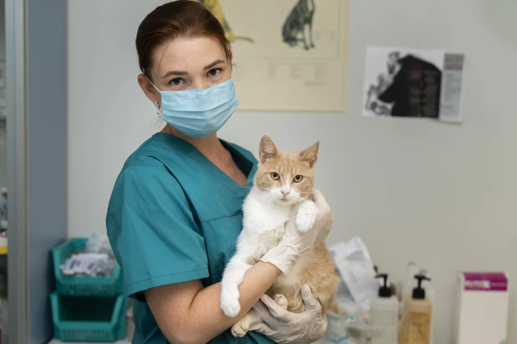 Close up de veterinaria cuidando de un gato.