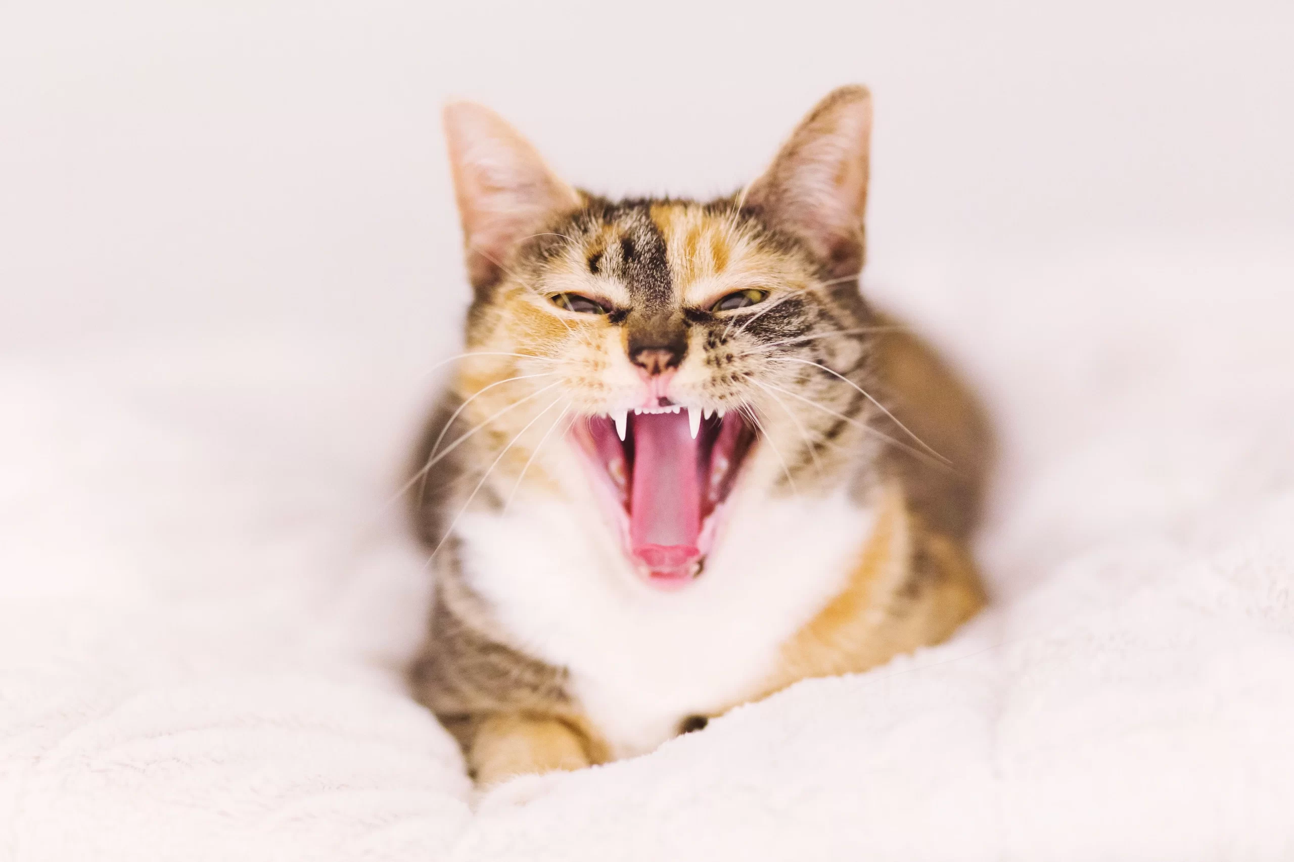 Retrato de gato bostezando.