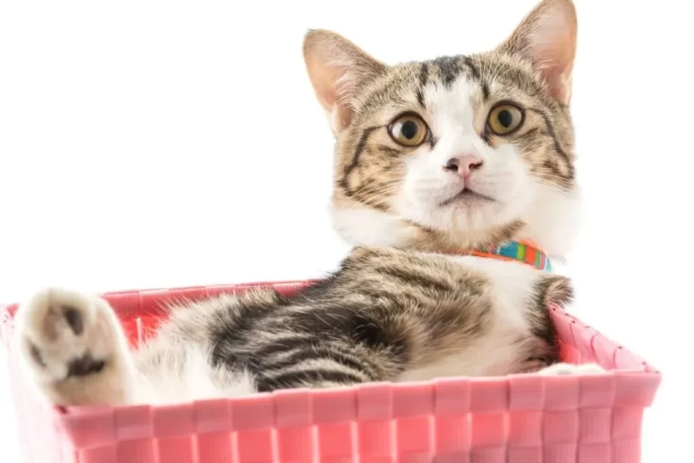 gato en una caja rosa