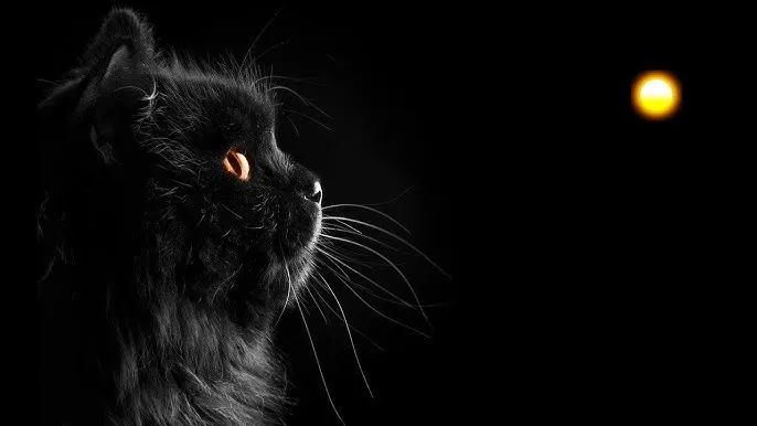 sepicat - El mensaje emocional y espiritual detrás del sueño