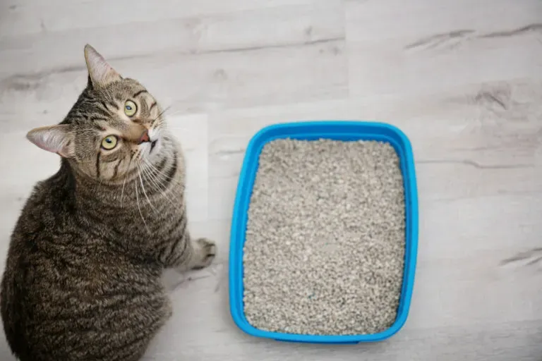 sepicat-La mejor arena para gatos- qué es y por qué tu felino lo amará