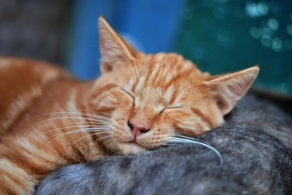 sepicat - ¿Qué simboliza el gato en los sueños?