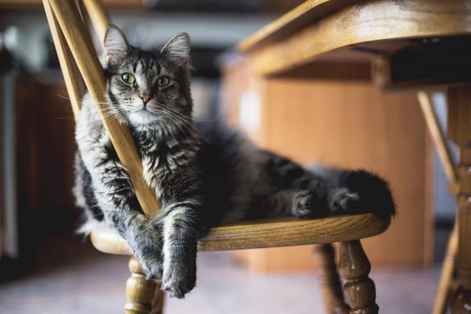 Gato sentado cómo eliminar el olor a gato en casa