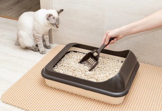 caja-arena-gatos-limpieza-manos-femeninas-pala-casa-concepto-limpieza-e-higiene- Arena para gatos control de olor_11zonLettiera per gatti con controllo degli odori