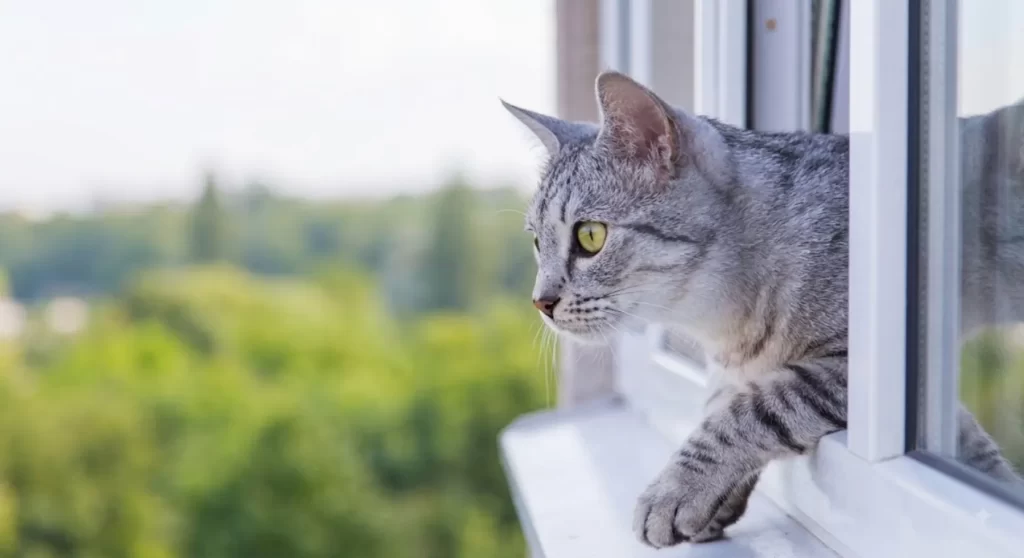 sindrome del gatto paracadutista Gato atigrado gris asomándose curiosamente por una ventana abierta, ilustrando el riesgo inicial del síndrome del gato paracaidista.